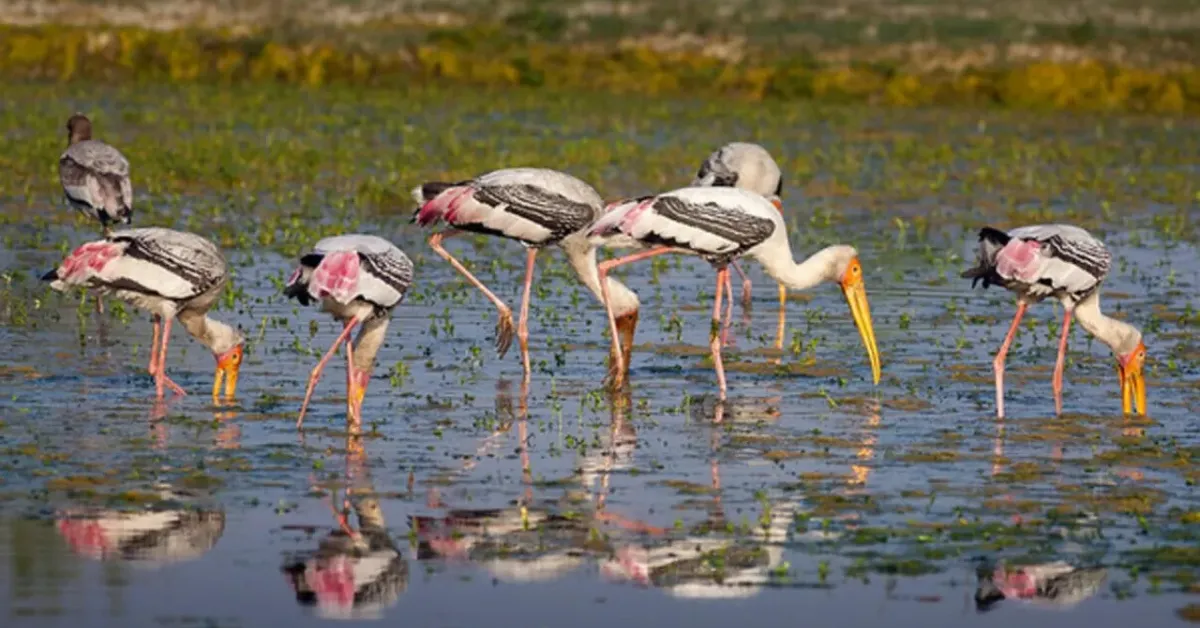 Flamingos and other migratory birds paint India’s wetlands pink each winter, turning lakes and lagoons into living spectacles.