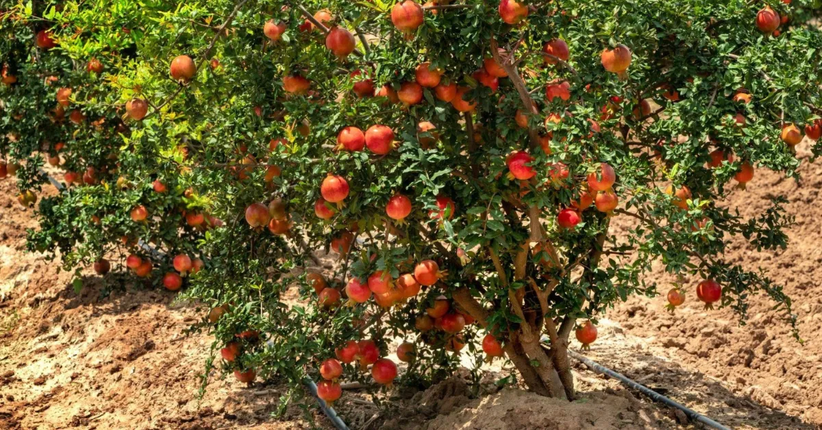 harvesting and storing autumn crops