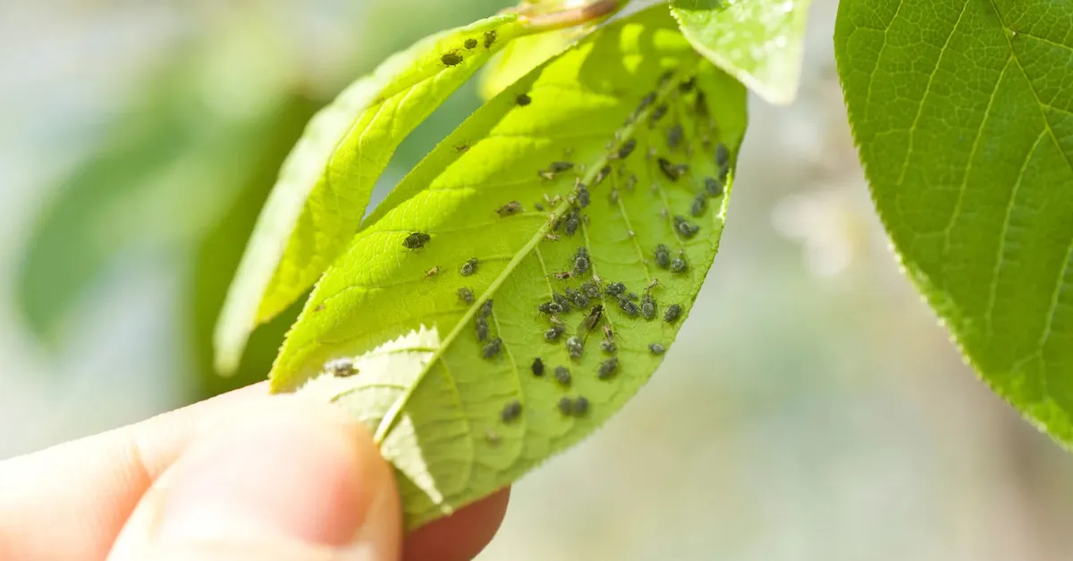 harvesting and storing autumn crops