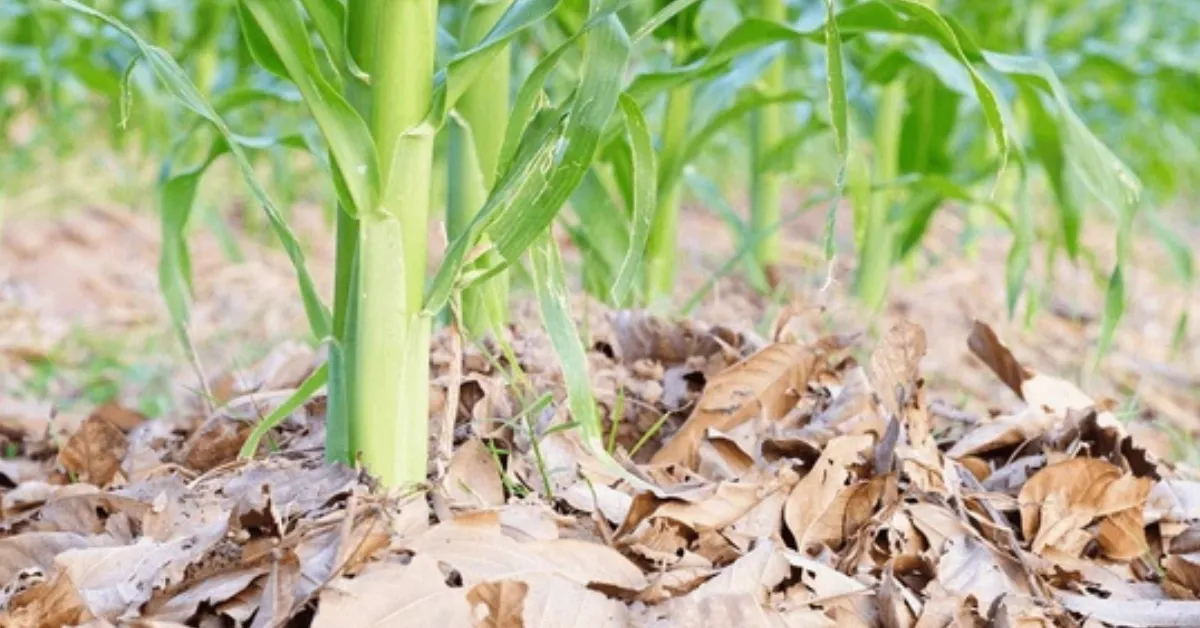 leaf mulching healthy garden