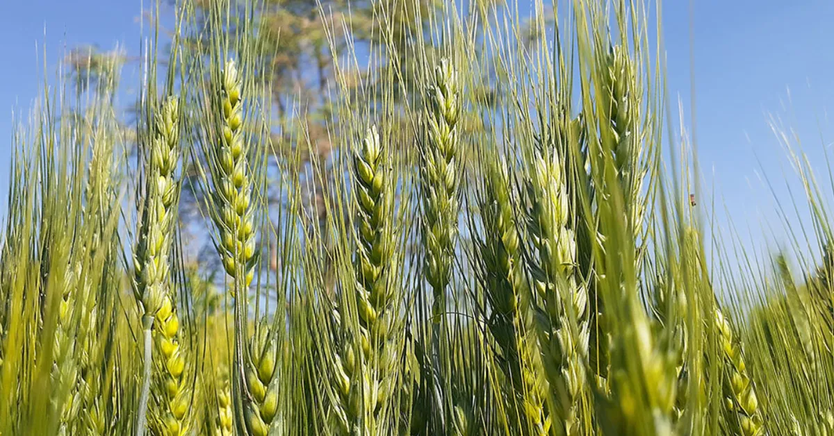 rabi season wheat sowing guide