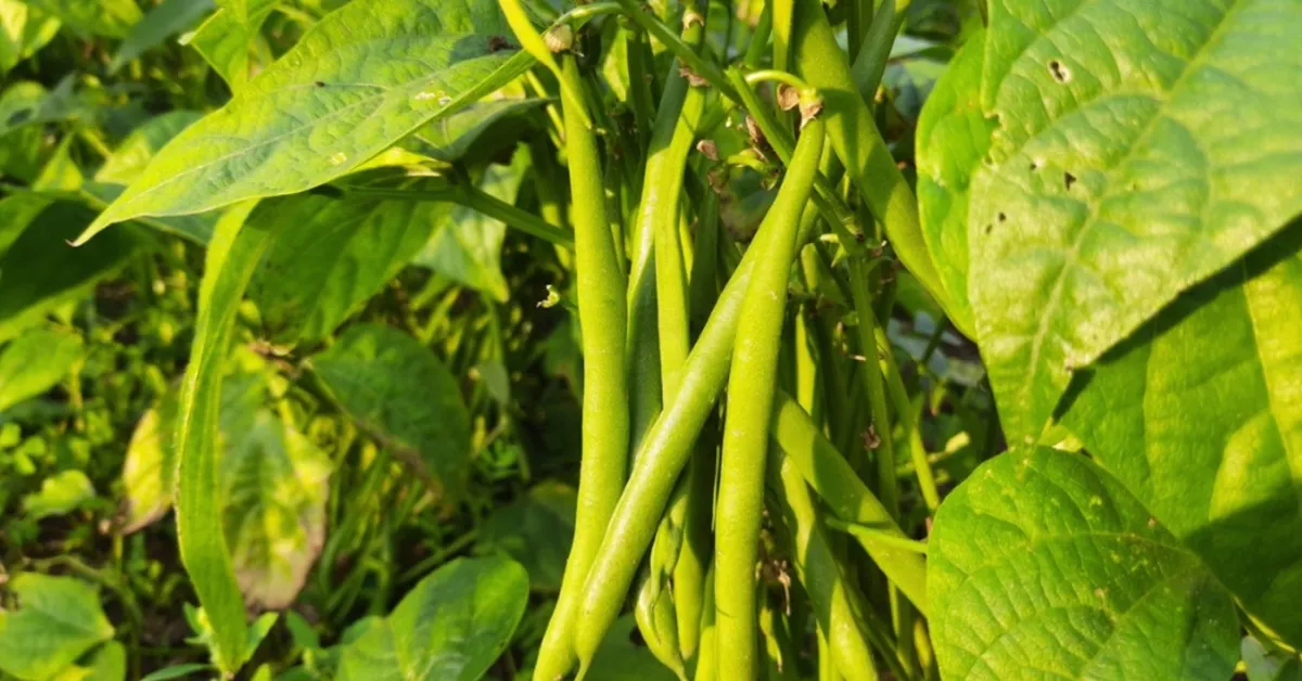 Sowing peas and beans
