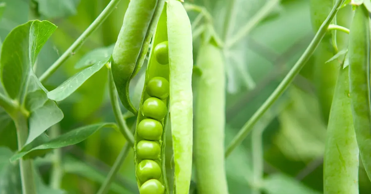 Sowing peas and beans