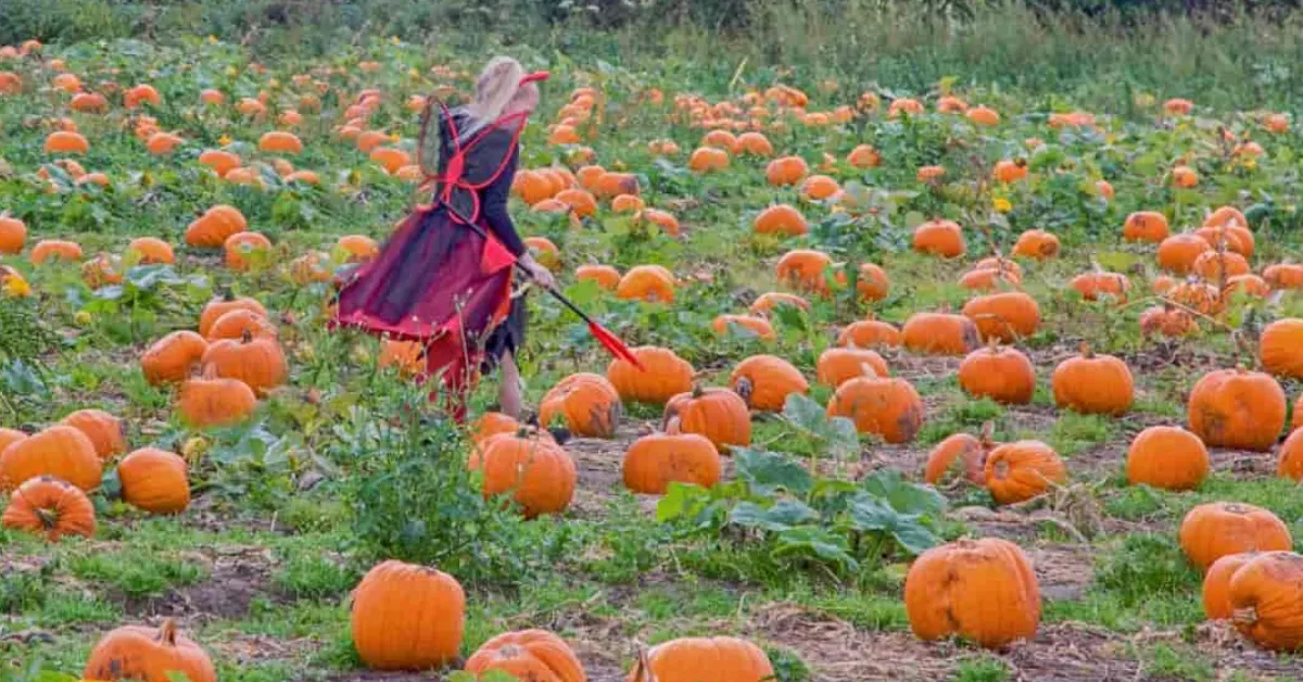 Steps to grow pumpkins