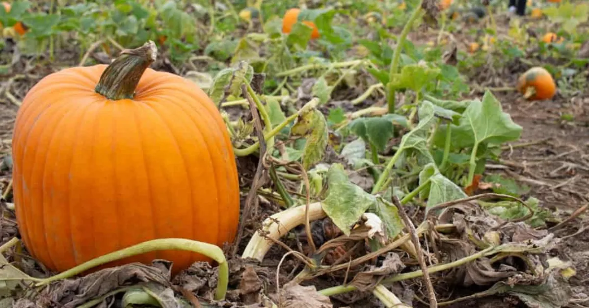 Steps to grow pumpkins