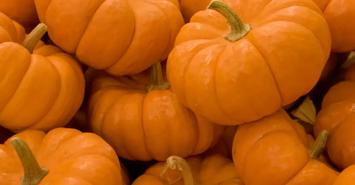 Steps to grow pumpkins