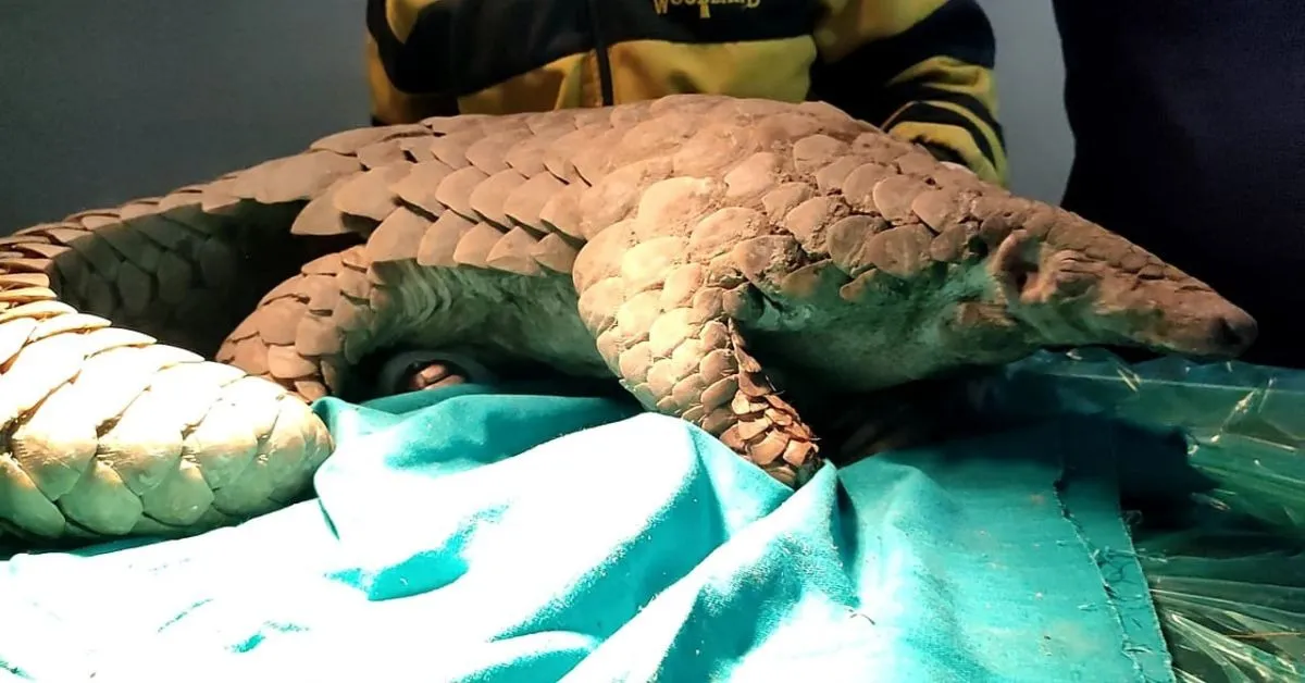 wildlife conservation (4)