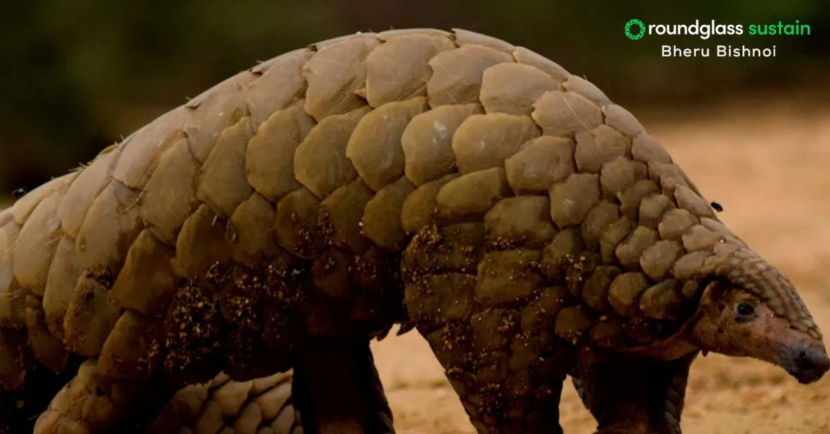 wildlife conservation (4)