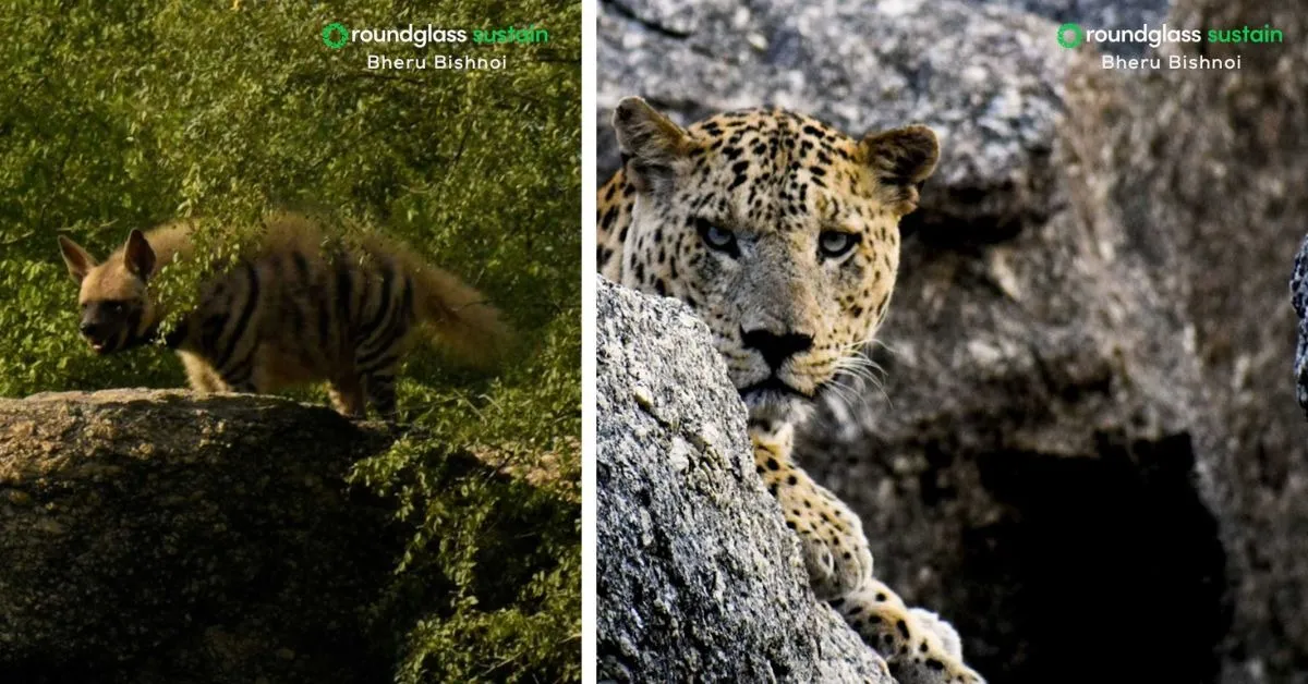 wildlife conservation (5)