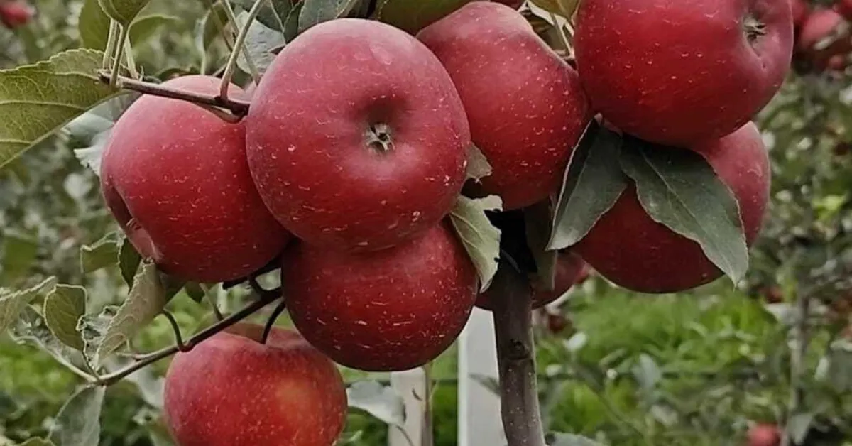 organic apple farming