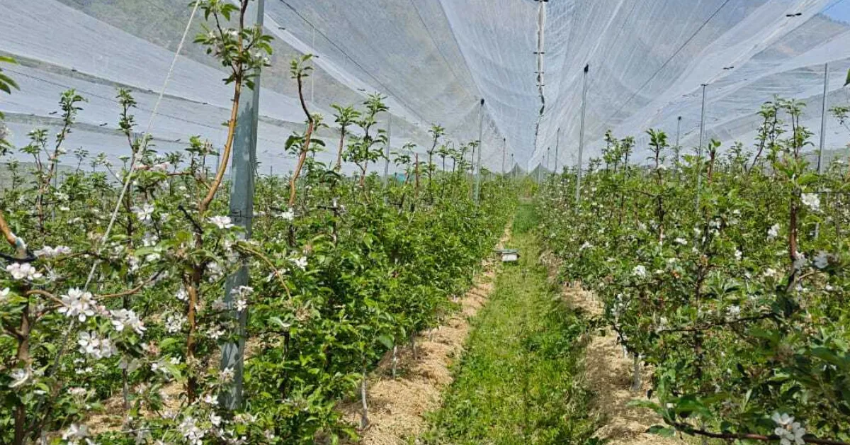 organic apple farming