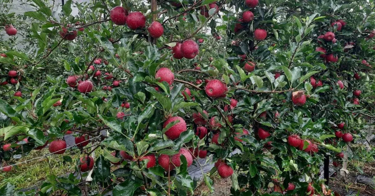 organic apple farming