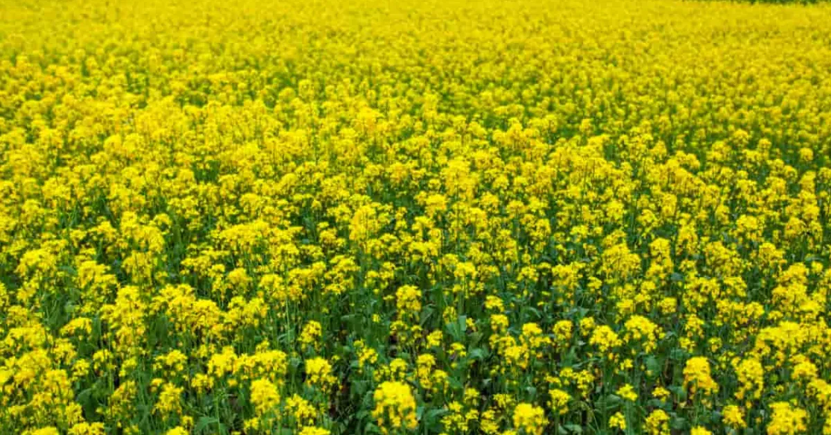 Mustard farming tips