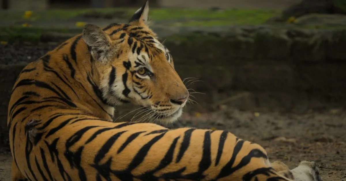 The Pench Tiger Reserve is one of the crucial protected areas in the country and in the central India belt