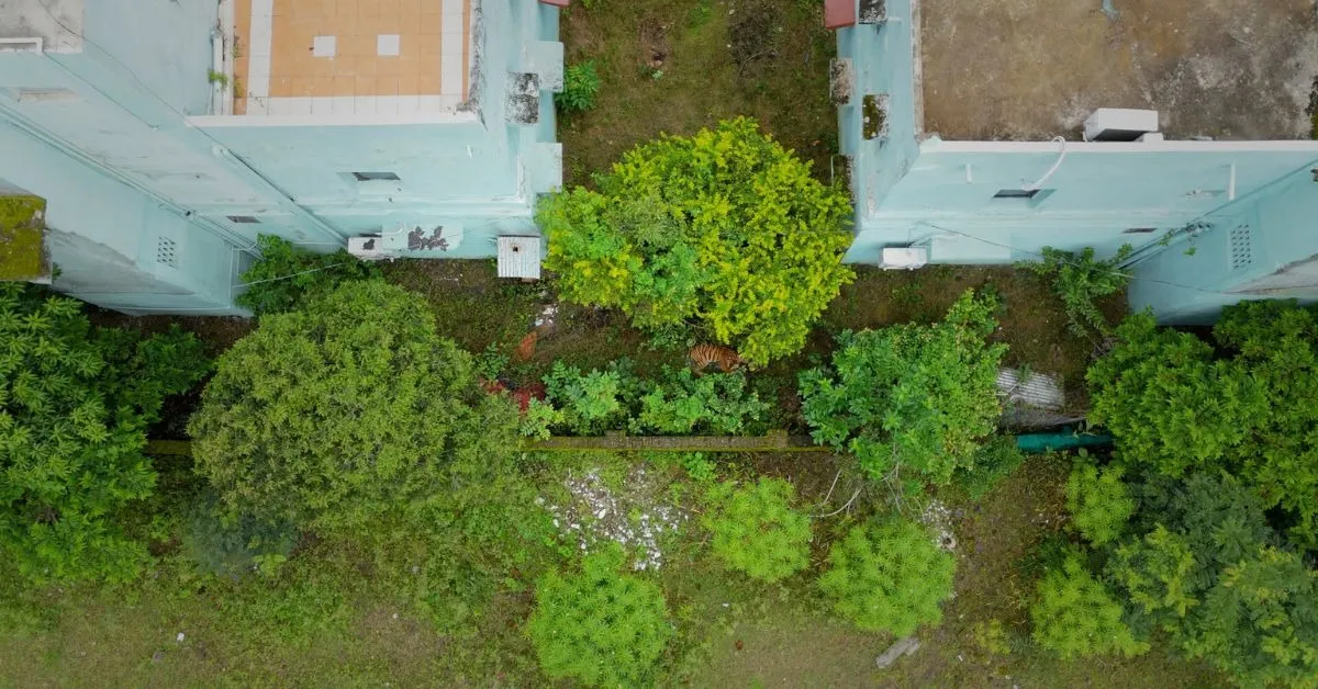 The communities living in villages bordering Pench Tiger Reserve live in a constant fear of tiger attacks