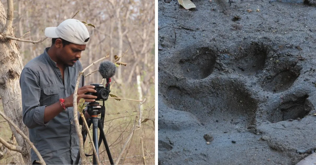 The pugmark impression pads help the volunteers identify and track the animal