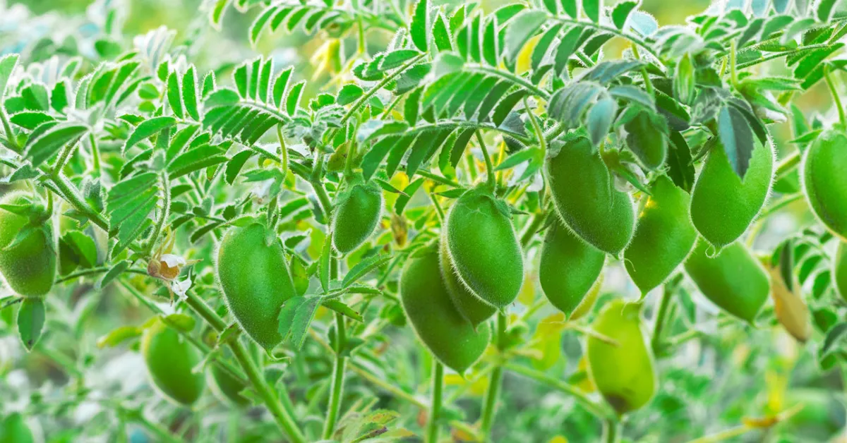 grow chickpeas with kids