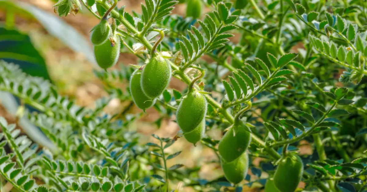 grow chickpeas with kids