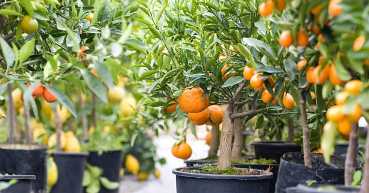 TBI FEATURED IMAGE (7)