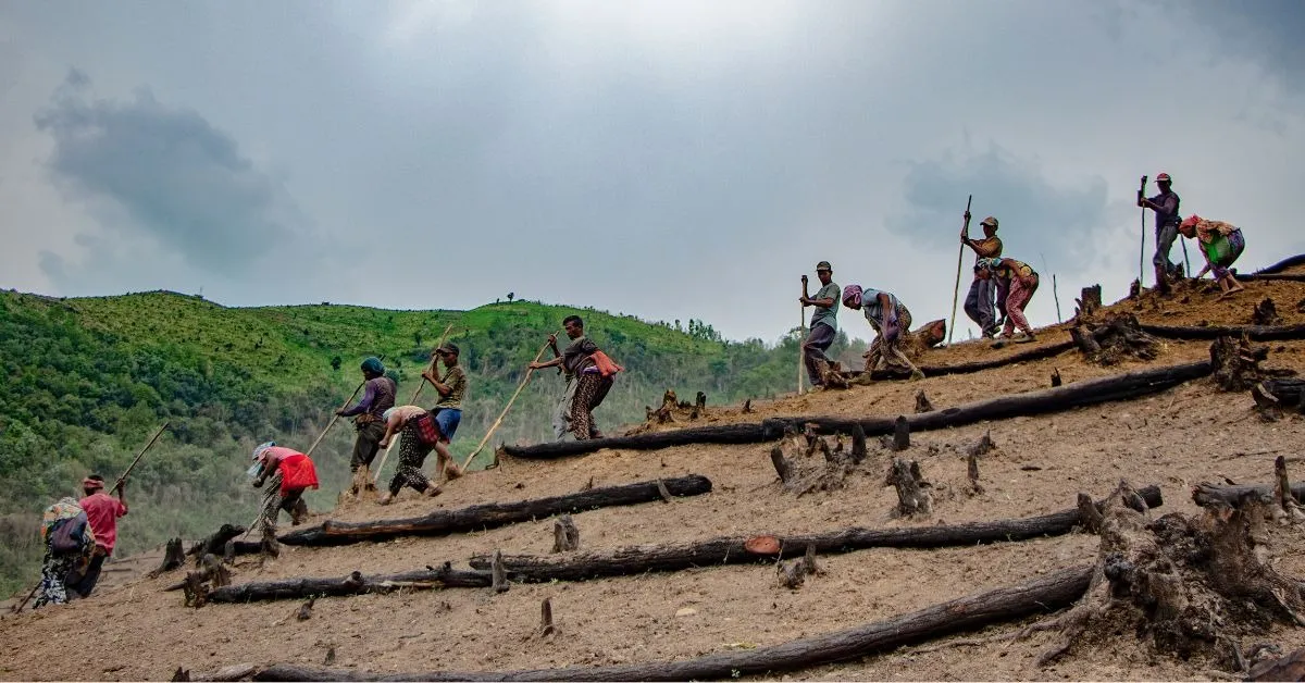 The cliff bees have adapted to the high-altitude environments of the Himalayas and grow along the cliffs