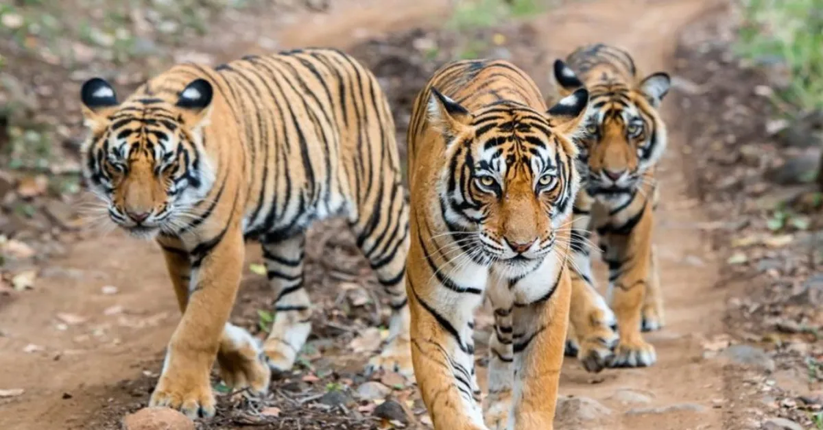 Pench National Park