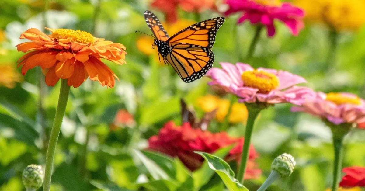 pollinator-friendly winter garden