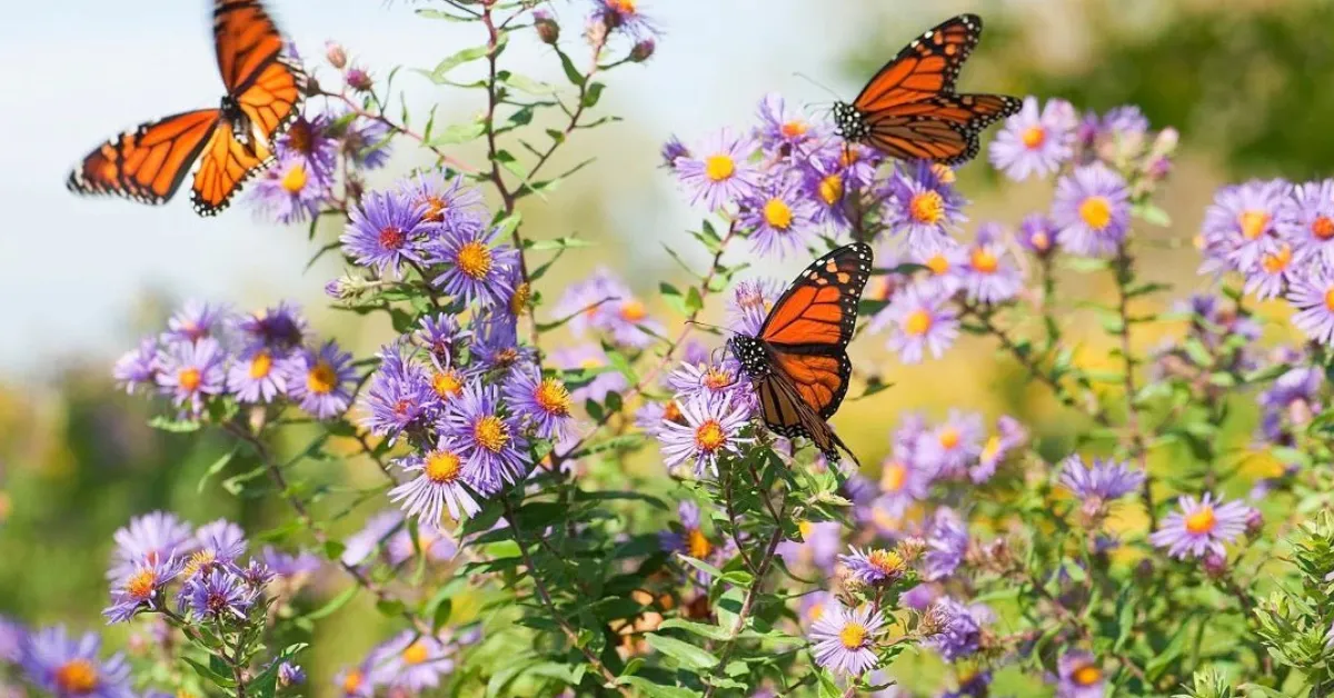 pollinator-friendly winter garden