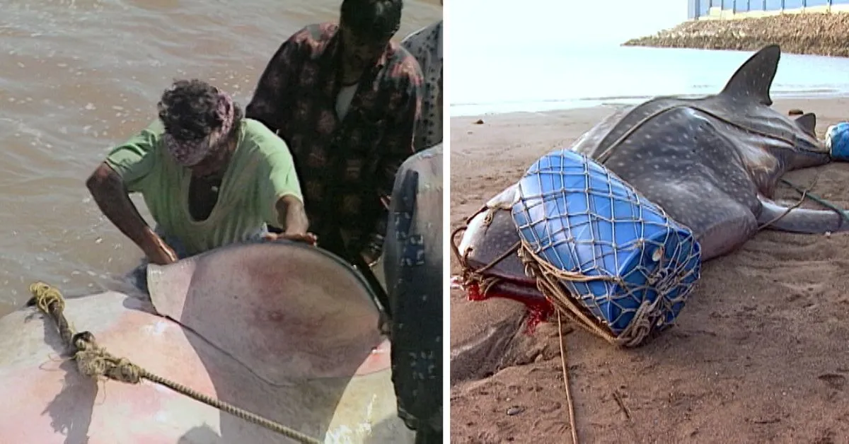 whale shark culling (1)