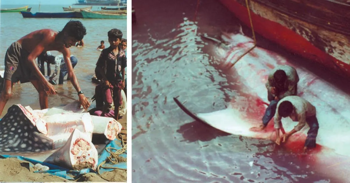 Whale shark culling was prominent around the coast of Gujarat around the 1900s