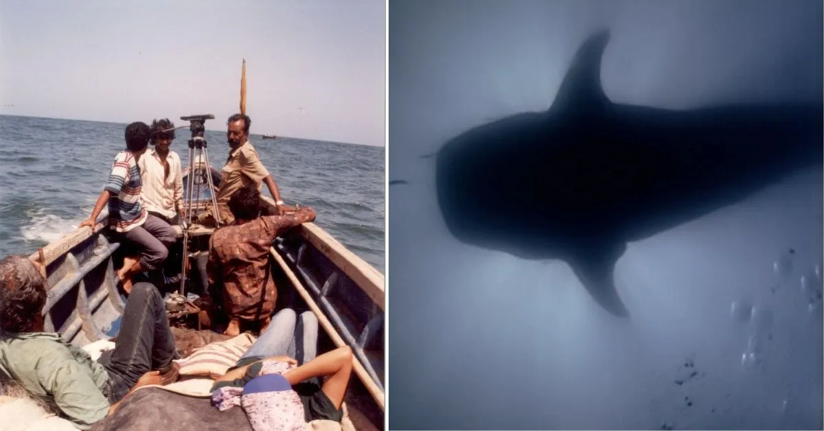 The whale sharks are prominent along the coast of Porbandar in Gujarat