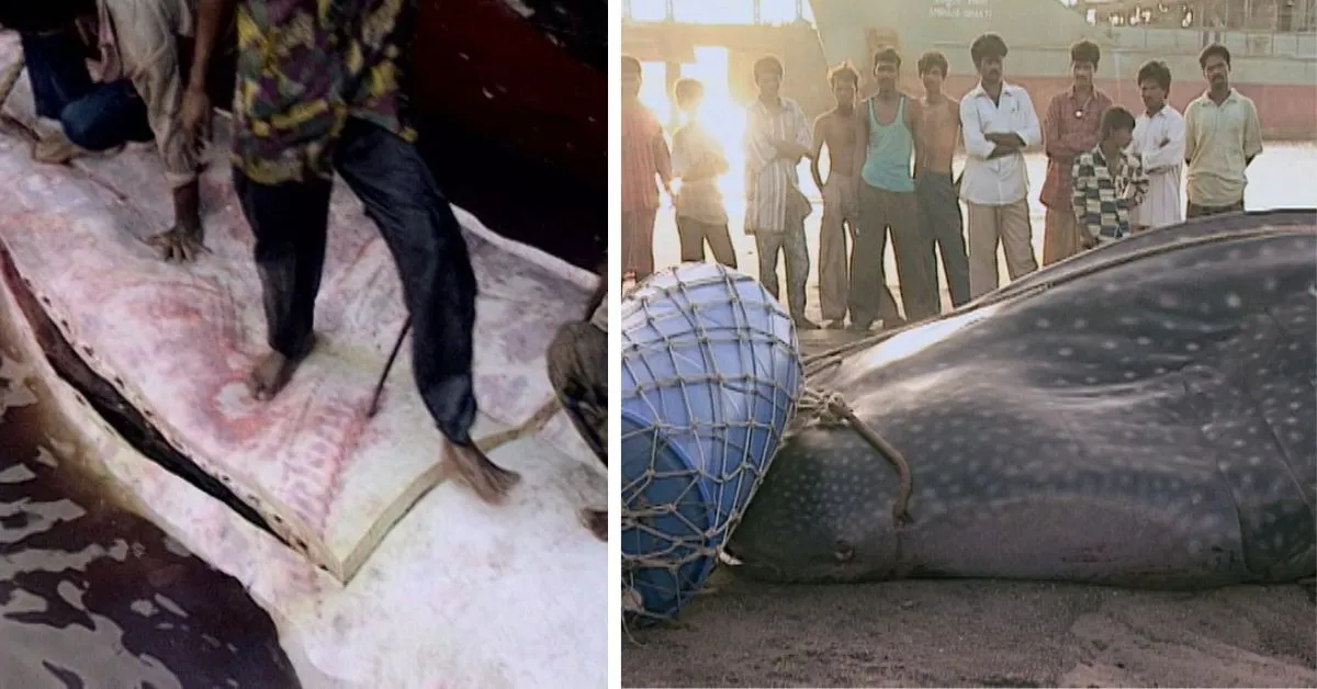 Mike Pandey's documentary Shores of Silence (2000) led to the outlawing of the culling of whale sharks