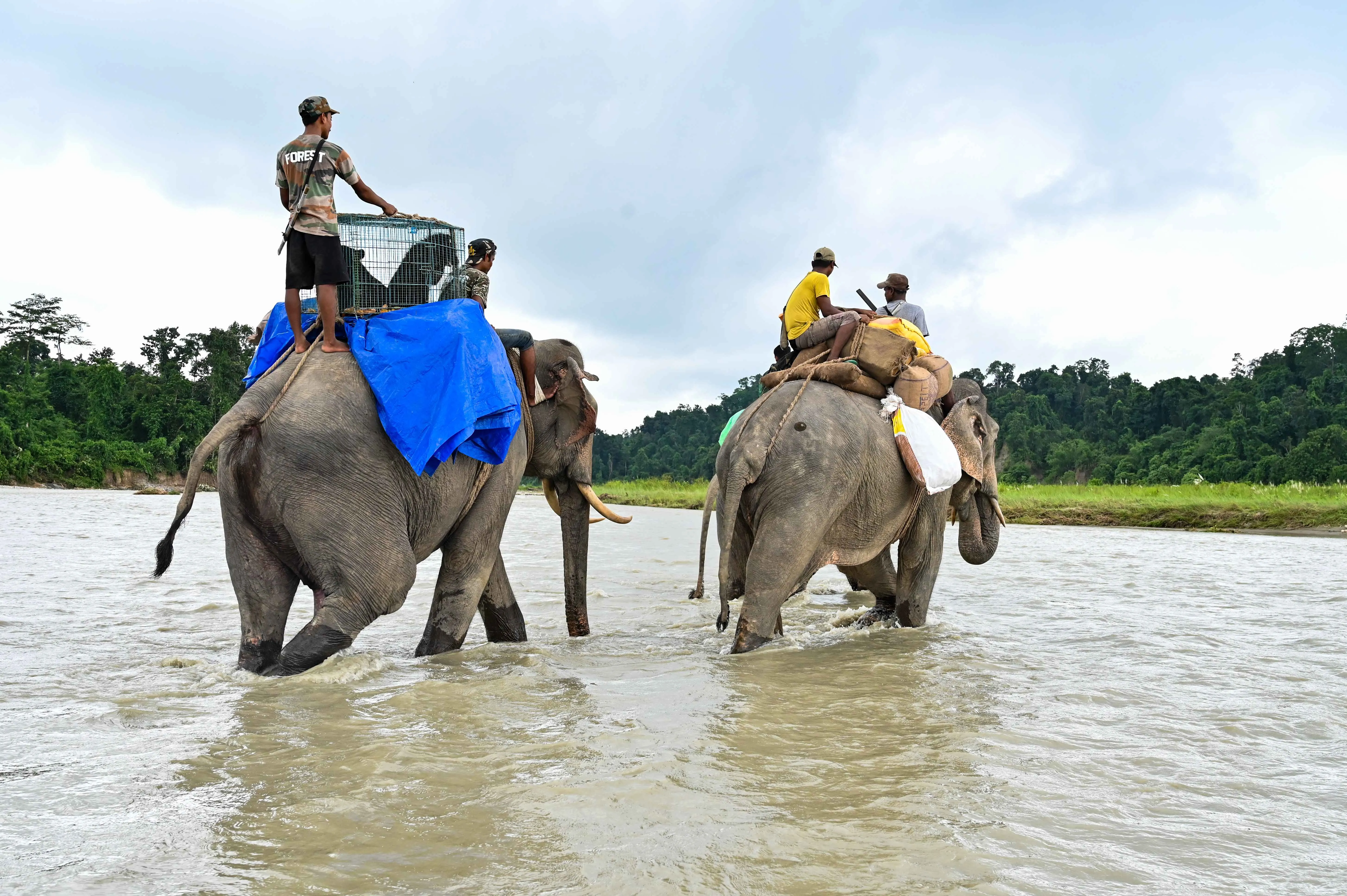 Bear cubs loaded onto elephants for the journey during river crossing.