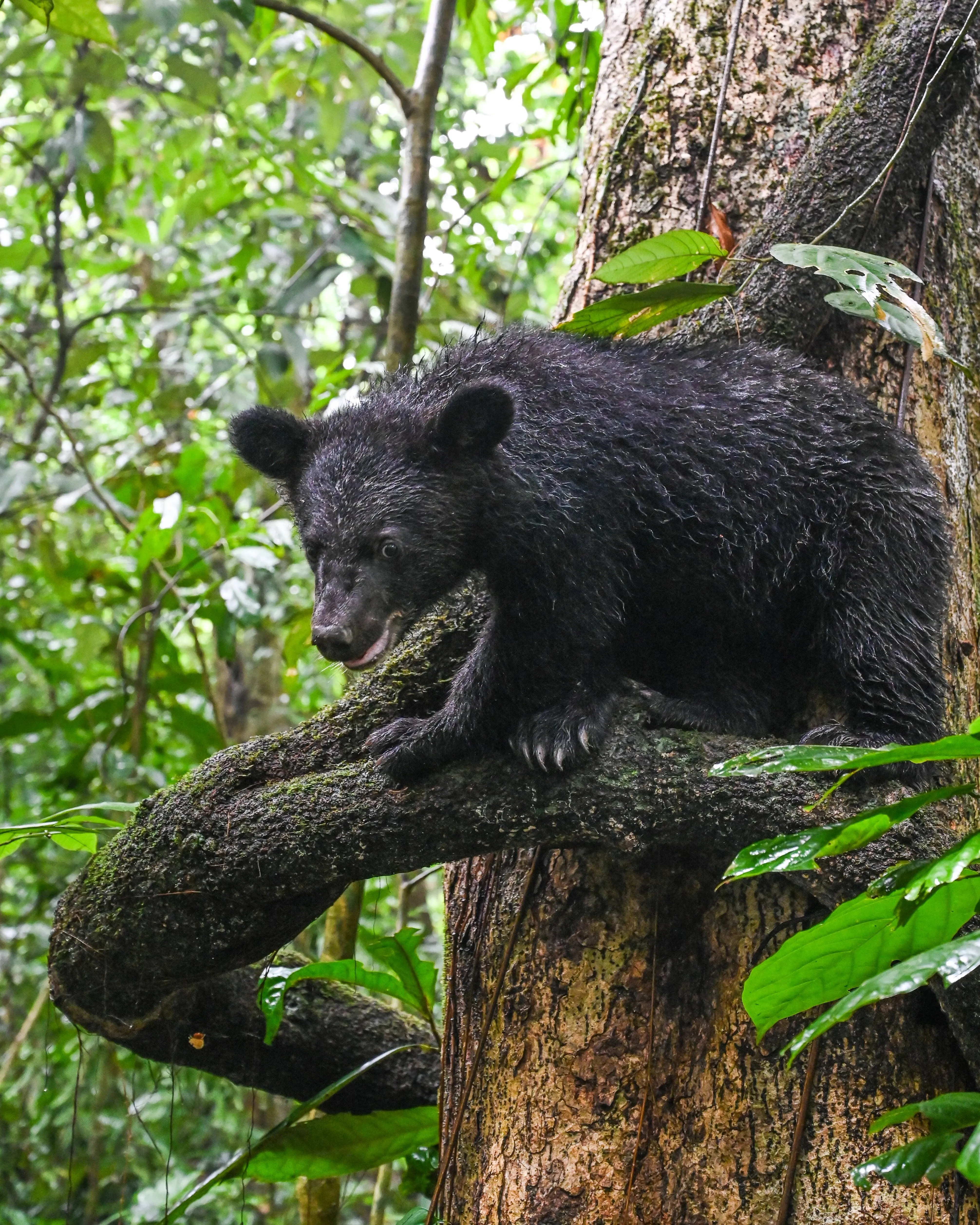 Asiatic black bear