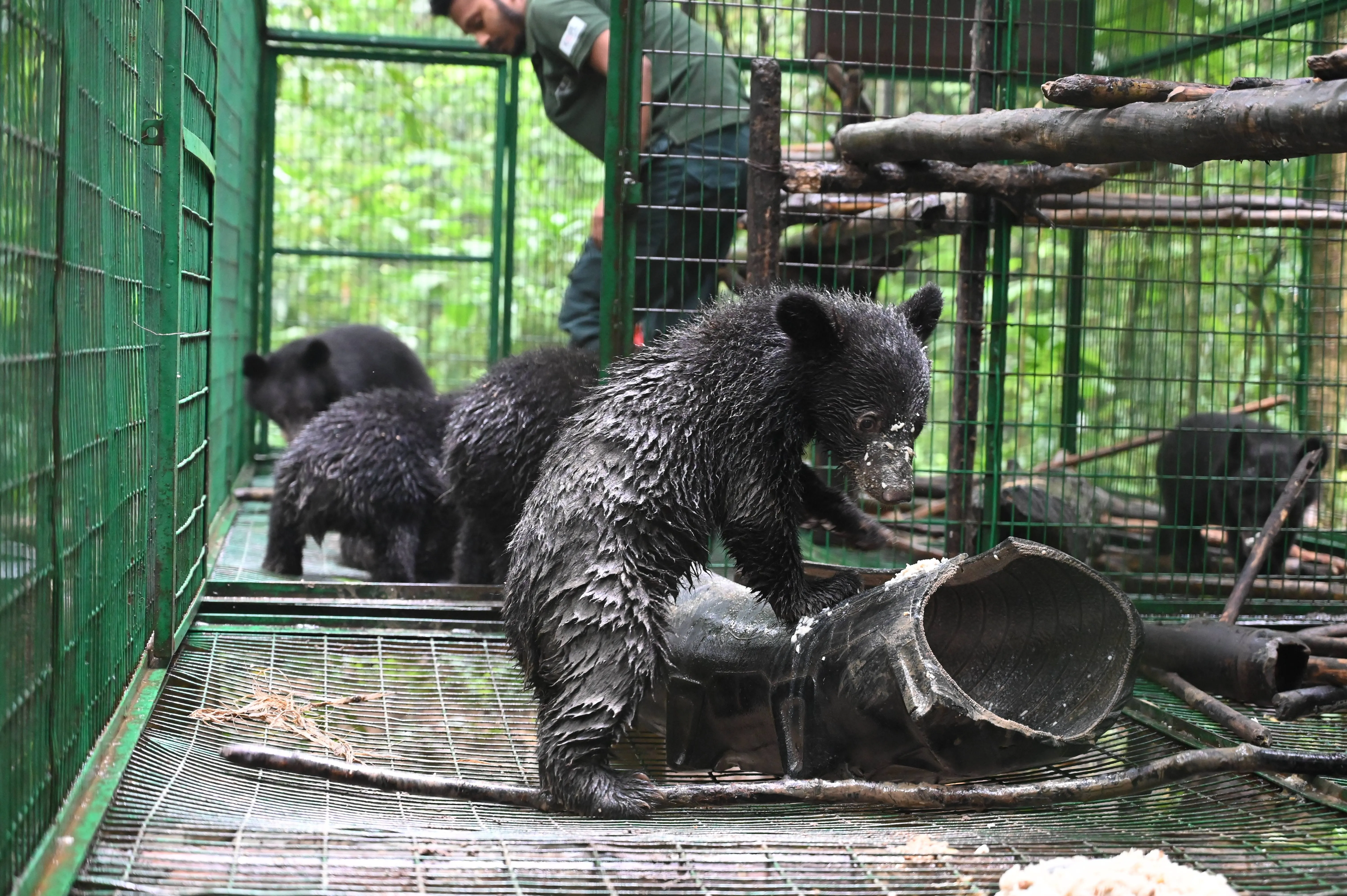Asiatic black bear cubs under rehabilitation at the centre