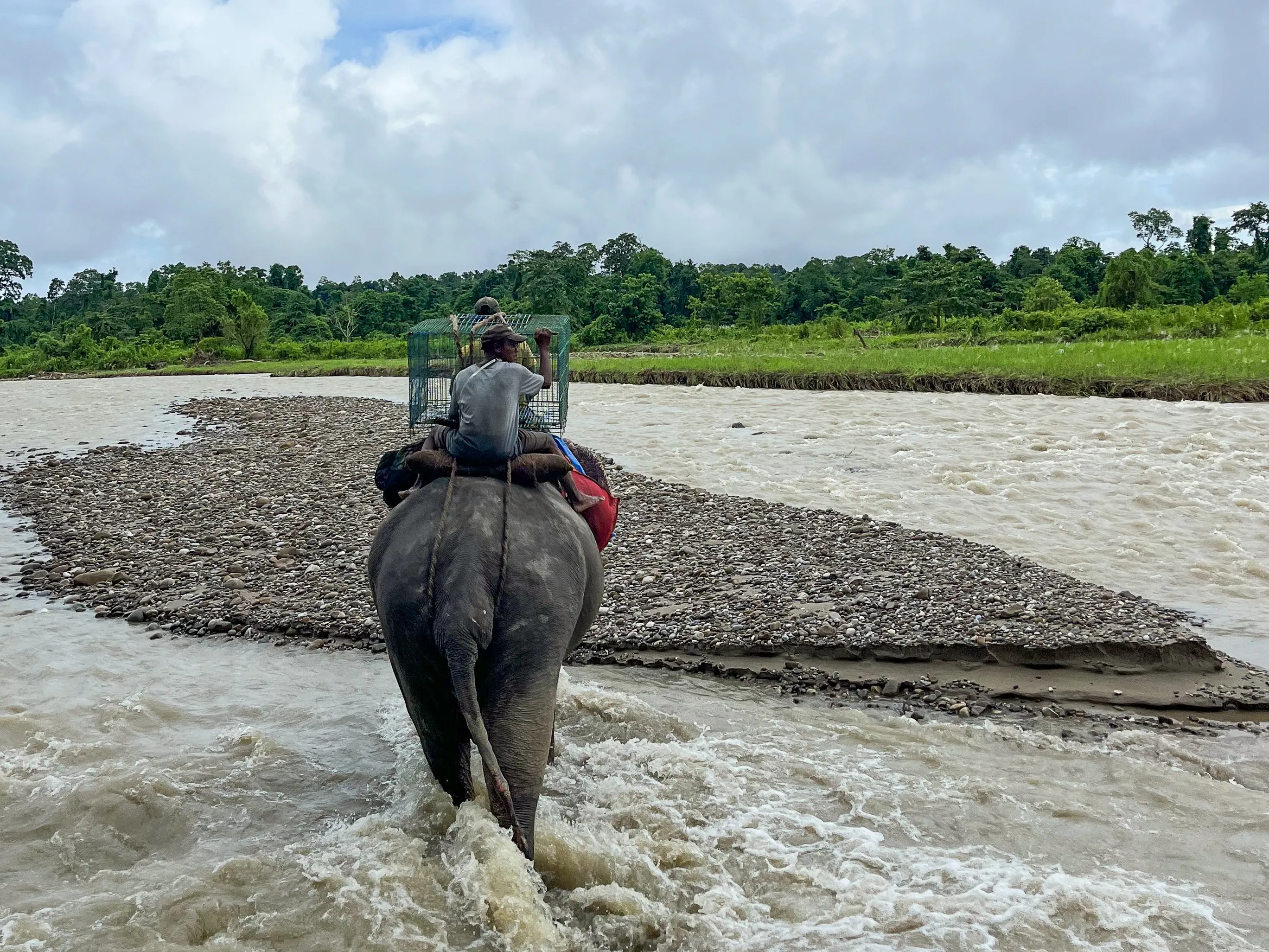 Elephant Vijaya crossing river with empty bear cage.