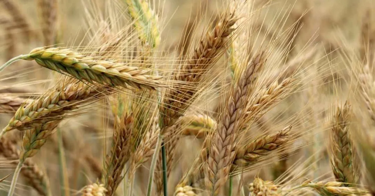 November crops for changing weather