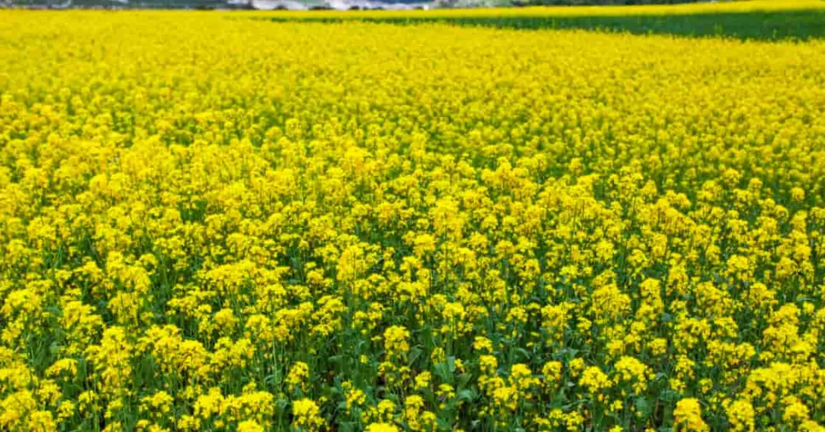 November crops for changing weather