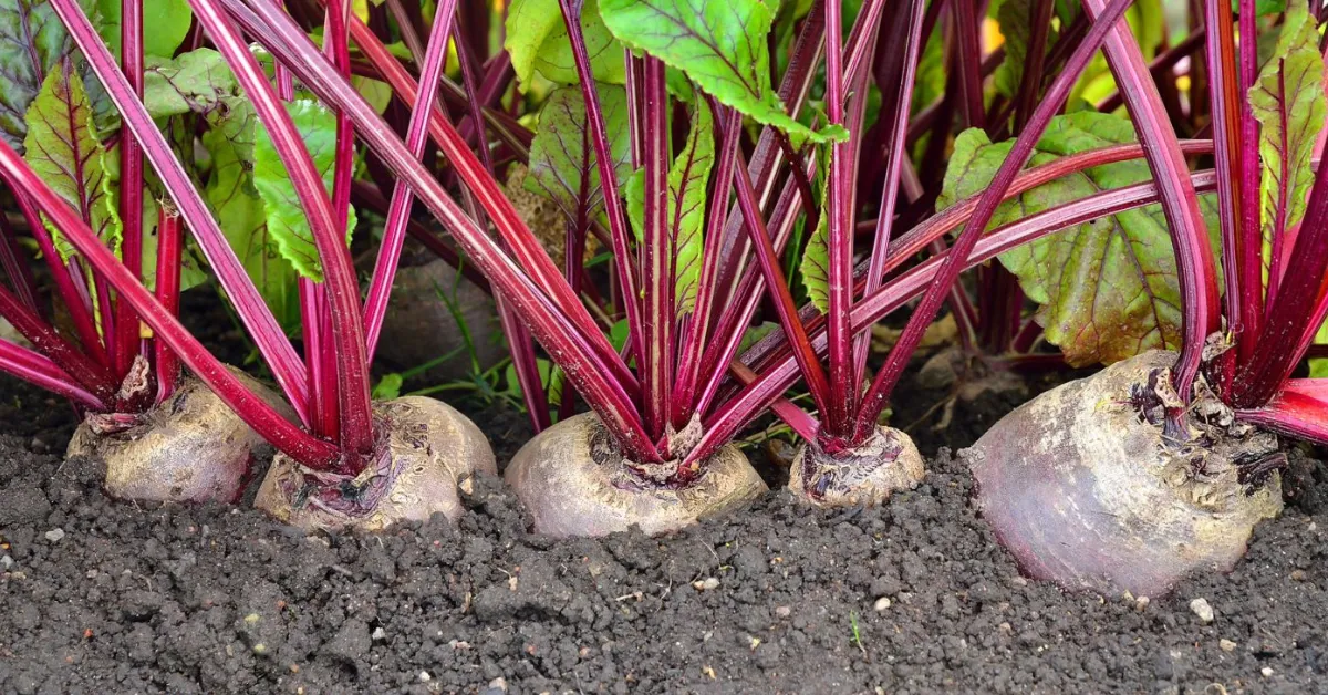 beetroot gardening with children
