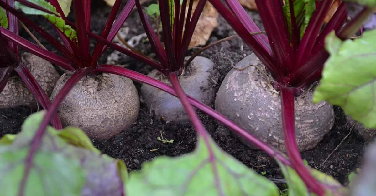 beetroot gardening with children