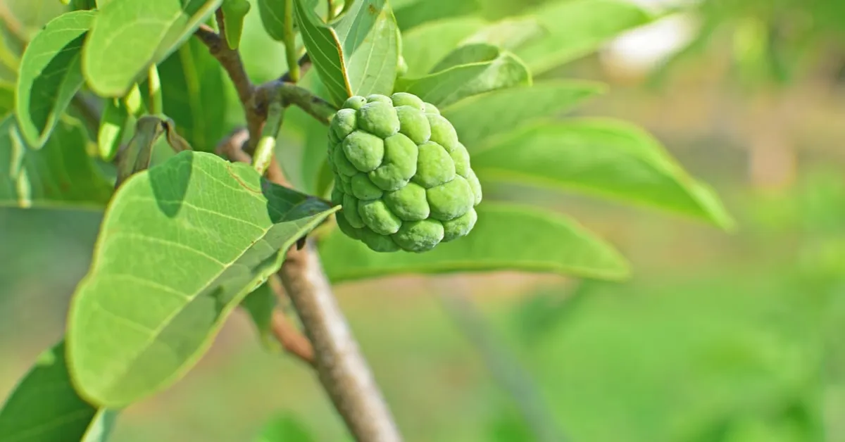 growing winter fruit trees with children