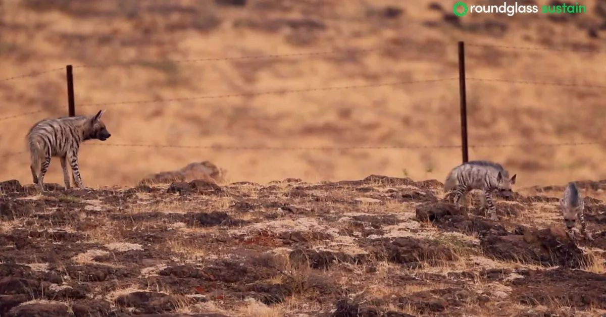 Striped hyenas mark territory using a scent known as hyena butter, keeping the grassland’s rhythm steady.
