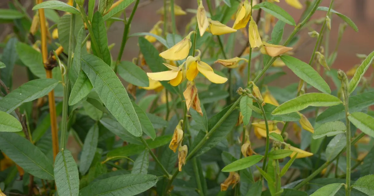 Cool-season green manures in India