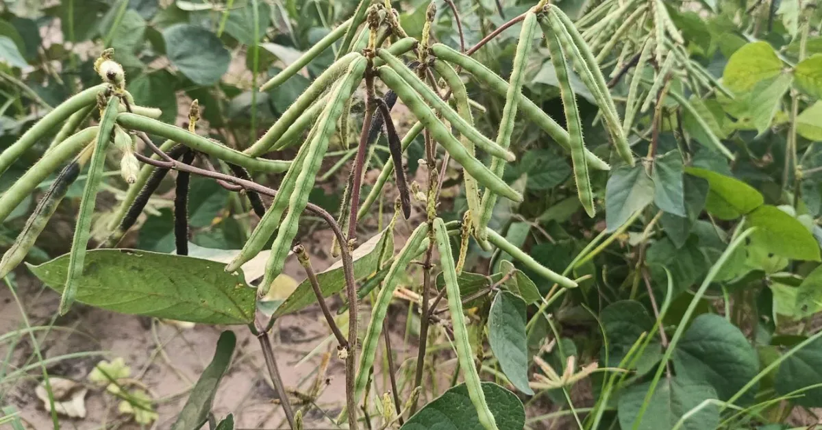 Cool-season green manures in India