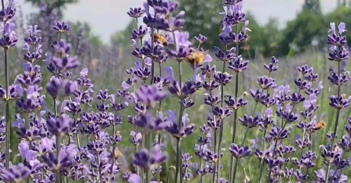 Lavender fields in Pulwama are reshaping local farming by creating new income streams for hundreds of growers.