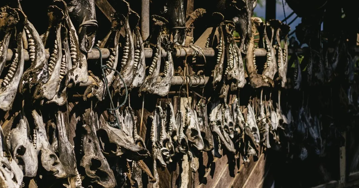 wildlife conservation