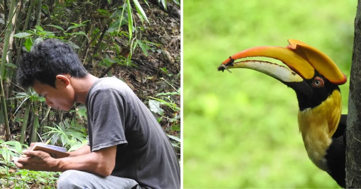 hornbill nest adoption (1)