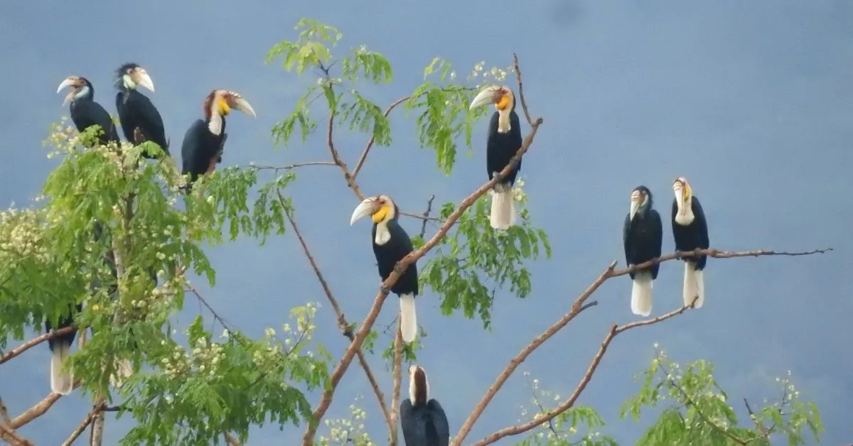 hornbill nest adoption (2)