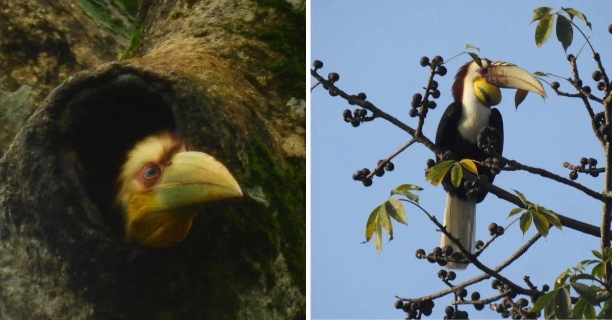 hornbill nest adoption (5)