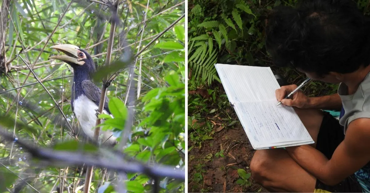 hornbill nest adoption (6)