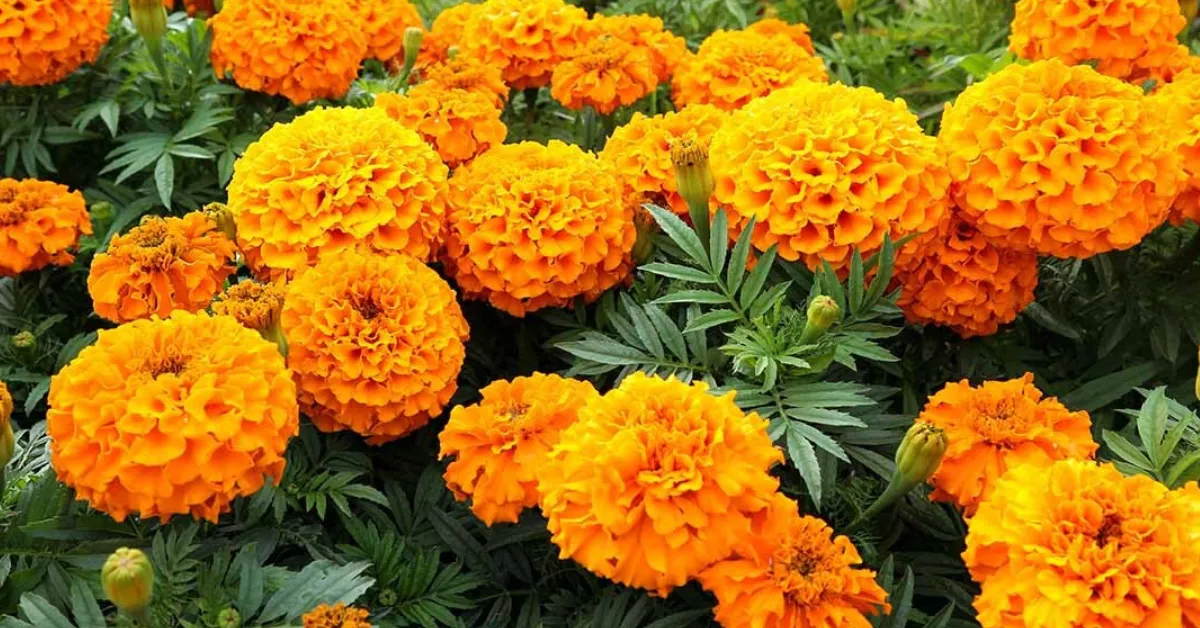 cool-season flowers for kids